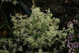 Thymus vulgaris 'Silver Posie' RCP6-2010 087.jpg